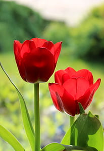 shallow focus photography of red flowers thumbnail
