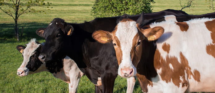 three cows on grass thumbnail