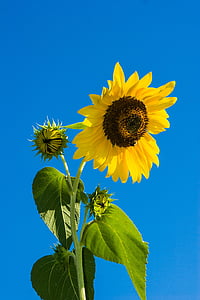 yellow sunflower thumbnail