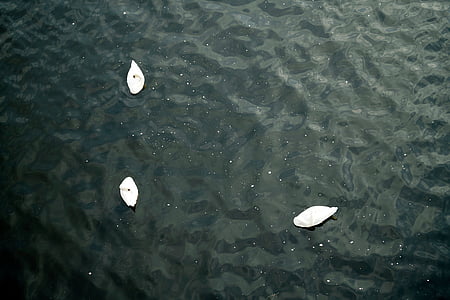 three white geese on body of water thumbnail