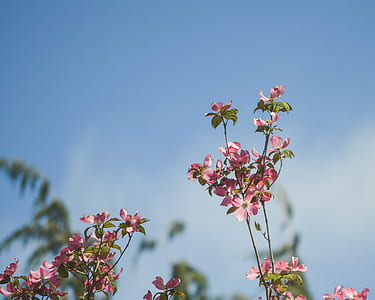 selective focus photo of pink flowers thumbnail