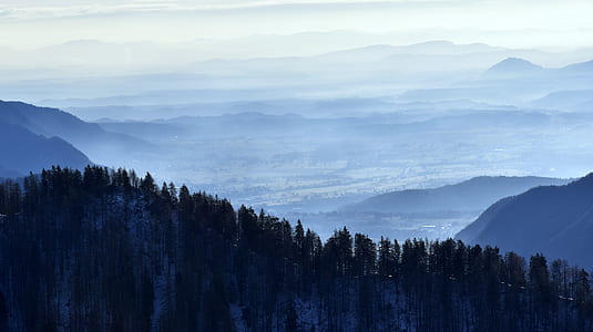green pine trees thumbnail