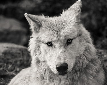 gray and white wolf thumbnail