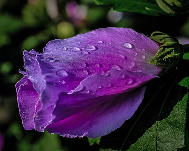 purple flower bud in close-up photography thumbnail