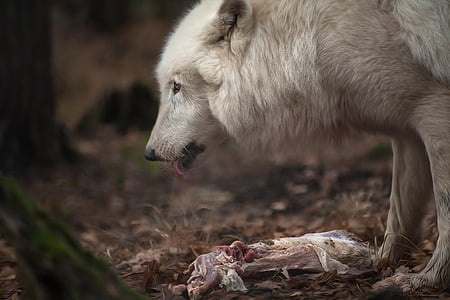 close-up photography of white wolf eating meat at daytime thumbnail