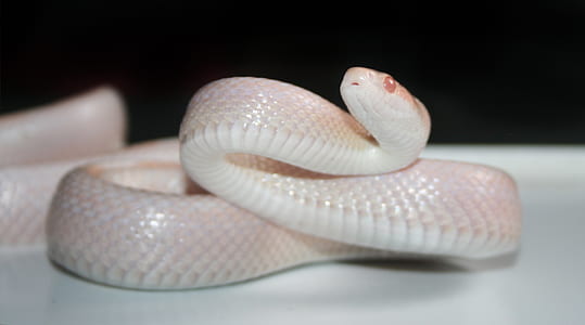 macro photography of albino snake thumbnail