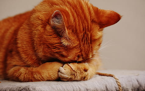 short-coated orange thumbnail