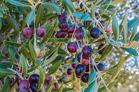 purple fruit on green leaf trees thumbnail