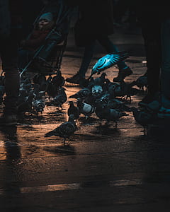 flock of rock dove near baby's stroller thumbnail