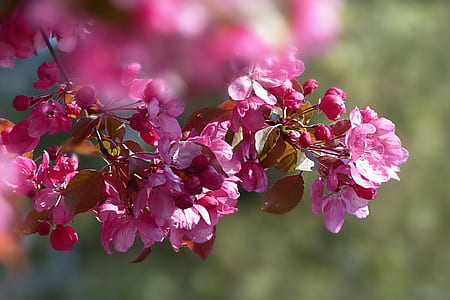 selective-focus photography of cherry blossom tree thumbnail