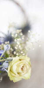 shallow focus photography of yellow rose thumbnail