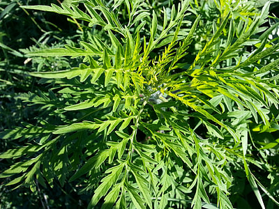 green leafed plant thumbnail