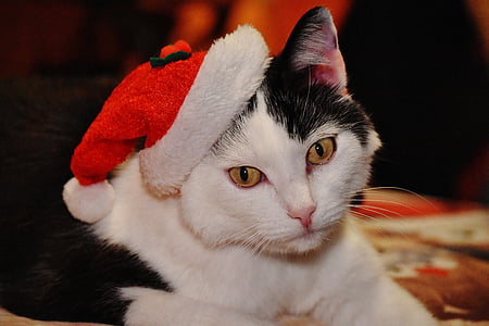 white and black cat wearing santa hat thumbnail