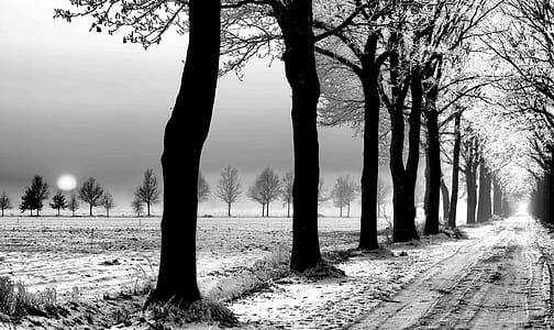 grayscale photo of silhouette of trees along side road thumbnail