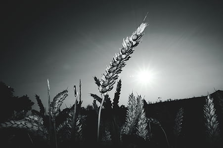 grayscale photograph of wheat grass thumbnail