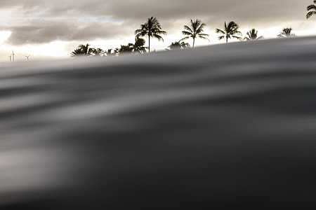 coconut trees under cloudy sky thumbnail