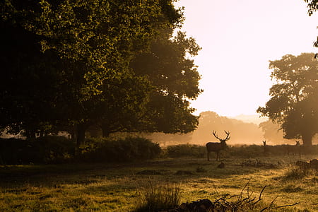 deer on grass field thumbnail