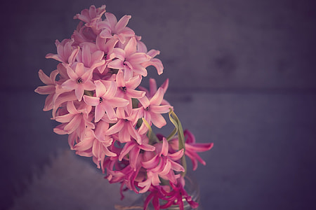 close-up photo of pink hyacinth flowers on bloom thumbnail