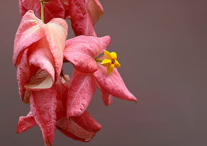 close-up photo of pink Dona Aurora flowers thumbnail