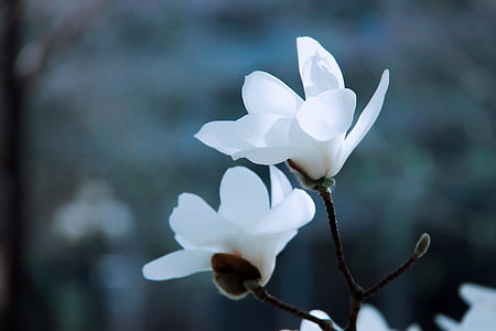 two white flowers thumbnail