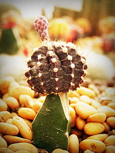 house, plant, stones, flower thumbnail