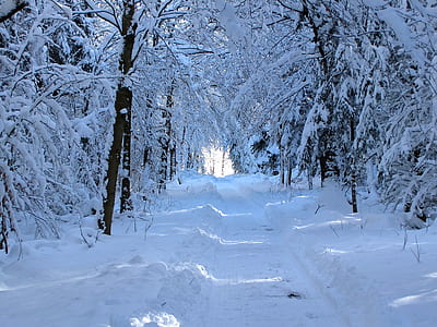 pathway covered with snow thumbnail