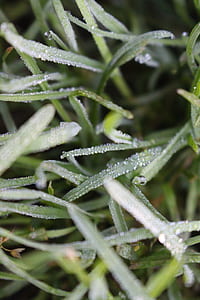Droplets on Green Grass in Macro Shot thumbnail