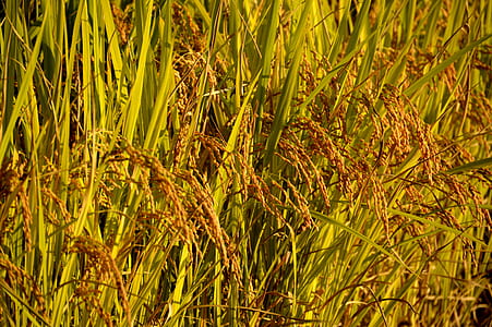 brown rice plants thumbnail