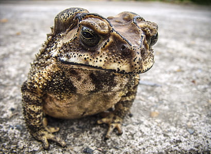 selective focus photography of frog at gray pavement thumbnail