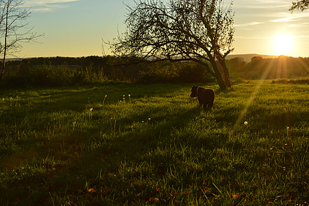 green grass field thumbnail