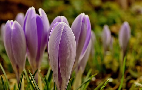 purple petaled flowers in selective focus photography thumbnail