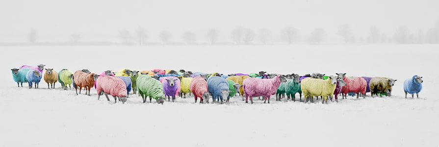 group of sheep thumbnail