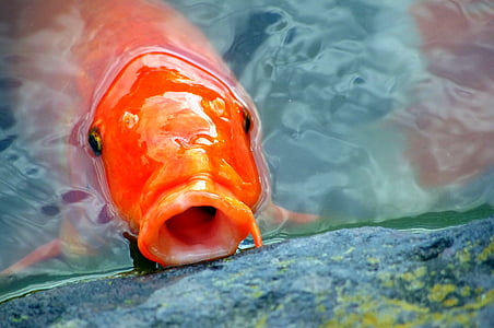 orange koi fish under water thumbnail