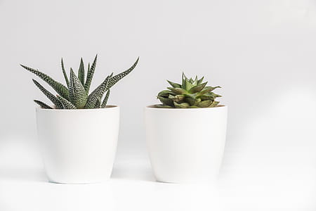 Aloe Vera and Succulent Plant in White Ceramic Pot thumbnail