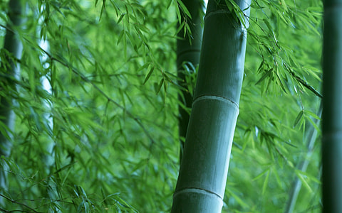 closeup photography of bamboos during daytime thumbnail