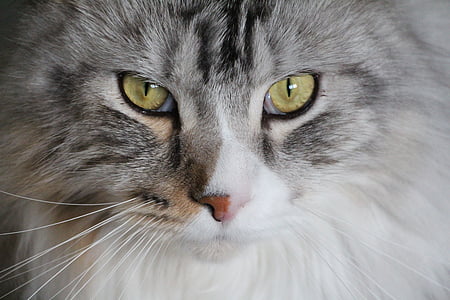 grey and white cat thumbnail