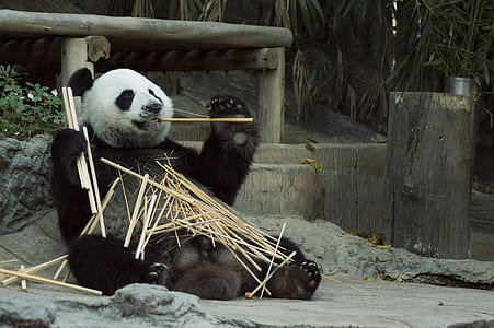 panda eating sticks thumbnail