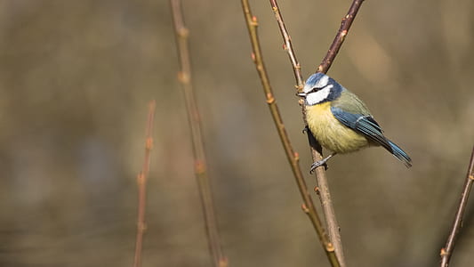 blue bird on branch thumbnail