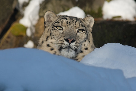 leopard on snow field thumbnail