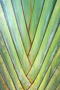 Green Tropical Palm Tree Diagonal Pattern Background thumbnail