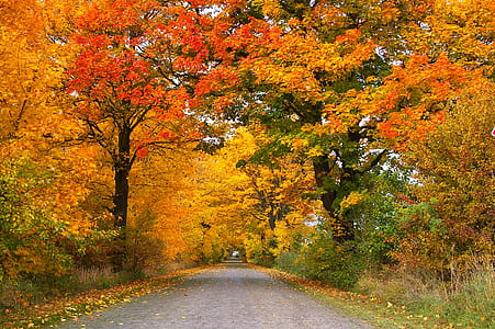 grey road between trees at daytime thumbnail