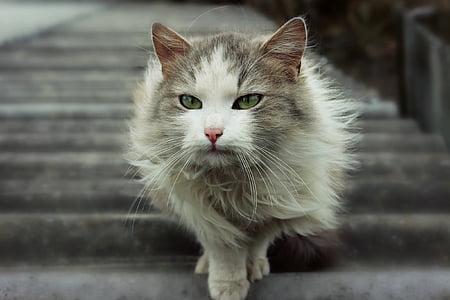 grey and brown cat on stair thumbnail