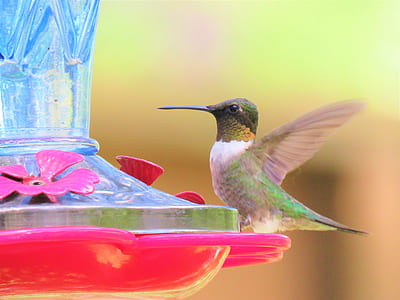 green and brown bird thumbnail