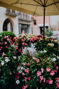 Flower shop in Castelfranco Veneto, Italy thumbnail