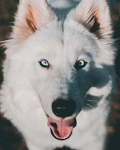 adult white Siberian husky thumbnail