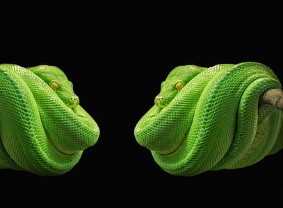 green snake photo collage thumbnail