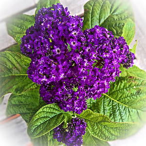 purple flowers thumbnail