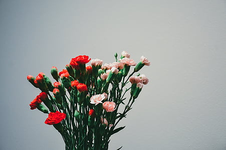 close up photo of pink and red petaled flowers thumbnail