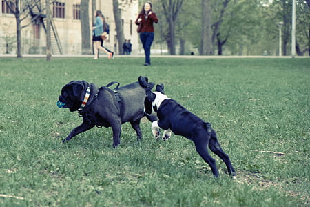 black pug and black and white French bulldog playing on grass near woman walking in the park at daytime thumbnail