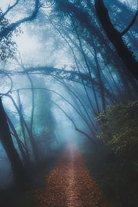 brown pathway between trees at daytime thumbnail